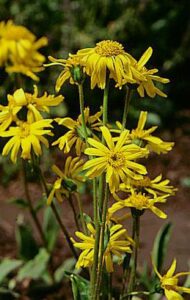 Testing Seed Viability Image